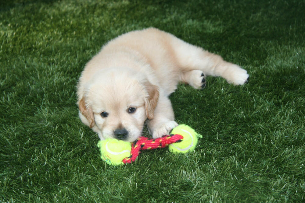 Charlotte artificial turf for dogs